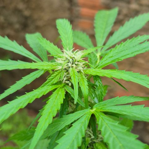 Auto Mac 51 - F1 growlog timeline photo