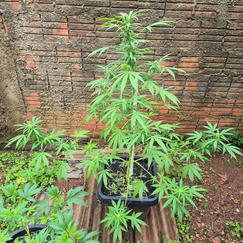 Auto Mac 51 - F1 growlog timeline photo
