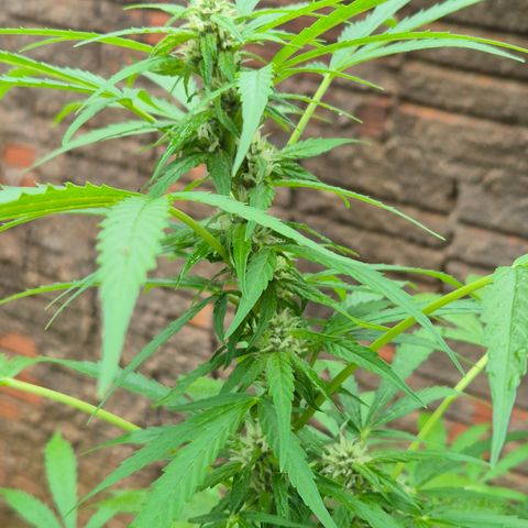 Auto Mac 51 - F1 growlog timeline photo
