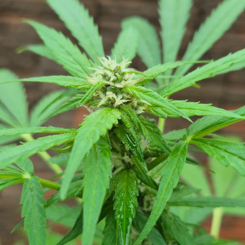 Auto Mac 51 - F1 growlog timeline photo