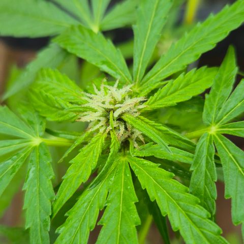 Auto Mac 51 - F1 growlog timeline photo
