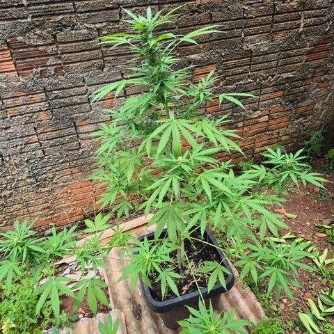 Auto Mac 51 - F1 growlog timeline photo