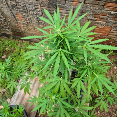 Auto Mac 51 - F1 growlog timeline photo