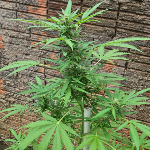 Auto Mac 51 - F1 growlog timeline photo