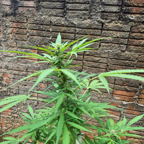 Auto Mac 51 - F1 growlog timeline photo