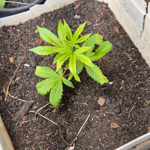 Oldman Bunshin do Bunshin 2 growlog timeline photo