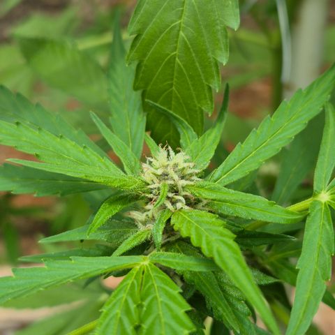 Auto Mac 51 - F1 growlog timeline photo