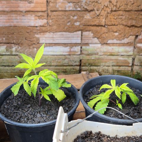 Oldman Bunshin do Bunshin 2 growlog timeline photo