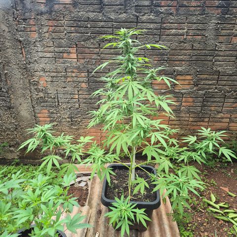 Auto Mac 51 - F1 growlog timeline photo