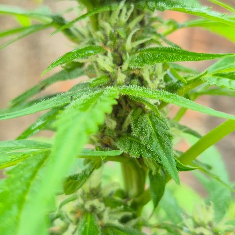 Auto Mac 51 - F1 growlog timeline photo