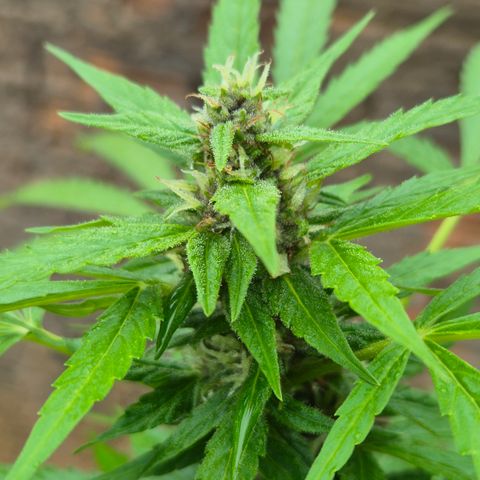 Auto Mac 51 - F1 growlog timeline photo