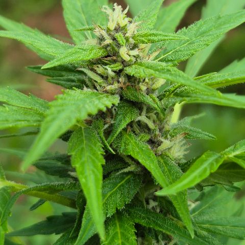 Auto Mac 51 - F1 growlog timeline photo
