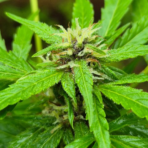 Auto Mac 51 - F1 growlog timeline photo