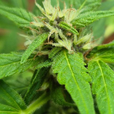 Auto Mac 51 - F1 growlog timeline photo