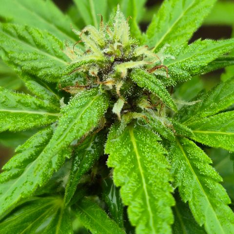 Auto Mac 51 - F1 growlog timeline photo