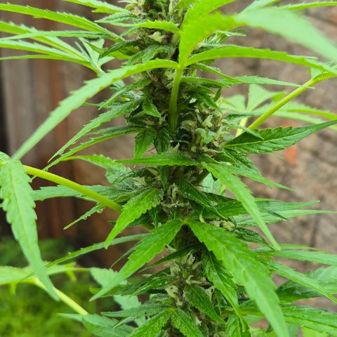 Auto Mac 51 - F1 growlog timeline photo