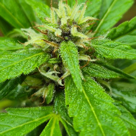 Auto Mac 51 - F1 growlog timeline photo