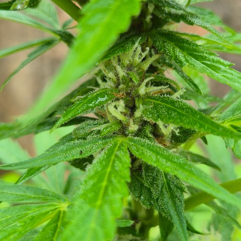 Auto Mac 51 - F1 growlog timeline photo