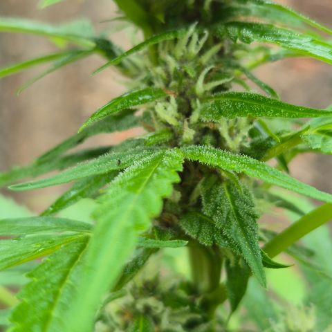 Auto Mac 51 - F1 growlog timeline photo