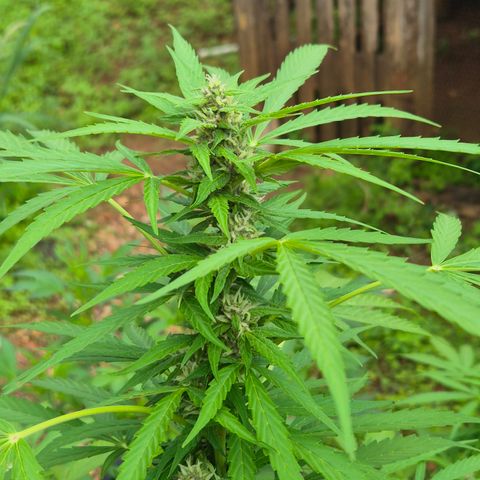 Auto Mac 51 - F1 growlog timeline photo