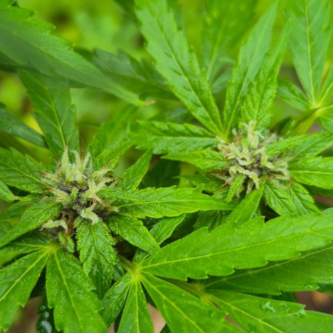 Auto Mac 51 - F1 growlog timeline photo