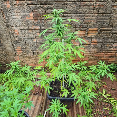 Auto Mac 51 - F1 growlog timeline photo