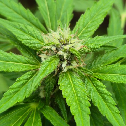 Auto Mac 51 - F1 growlog timeline photo