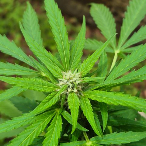 Auto Mac 51 - F1 growlog timeline photo