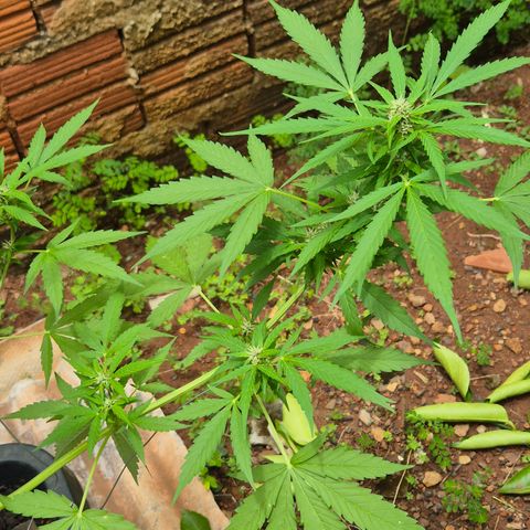 Auto Mac 51 - F1 growlog timeline photo