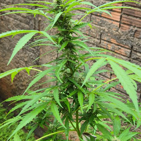 Auto Mac 51 - F1 growlog timeline photo