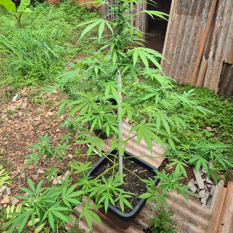 Auto Mac 51 - F1 growlog timeline photo