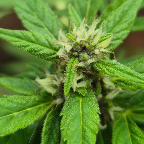 Auto Mac 51 - F1 growlog timeline photo