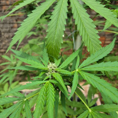 Auto Mac 51 - F1 growlog timeline photo
