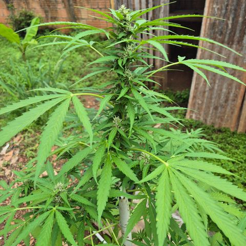 Auto Mac 51 - F1 growlog timeline photo
