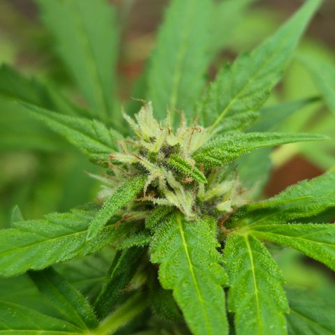 Auto Mac 51 - F1 growlog timeline photo