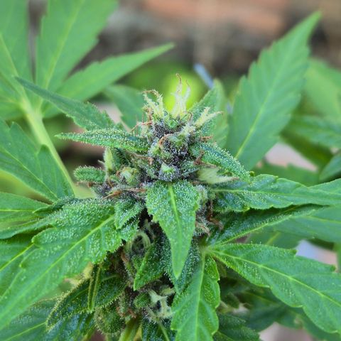 Auto Mac 51 - F1 growlog timeline photo