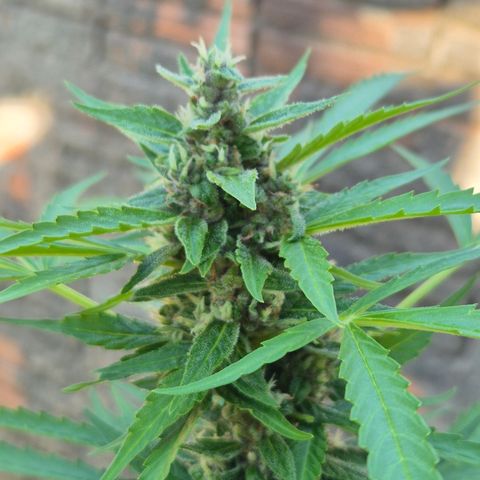 Auto Mac 51 - F1 growlog timeline photo