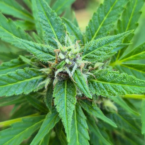 Auto Mac 51 - F1 growlog timeline photo