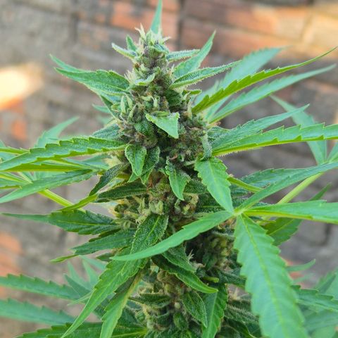 Auto Mac 51 - F1 growlog timeline photo