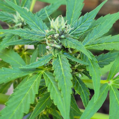 Auto Mac 51 - F1 growlog timeline photo