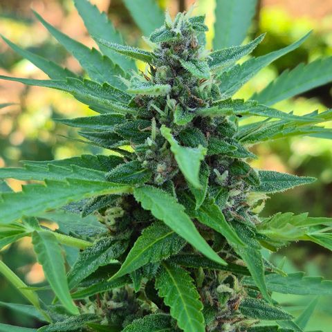 Auto Mac 51 - F1 growlog timeline photo