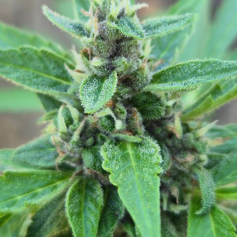 Auto Mac 51 - F1 growlog timeline photo