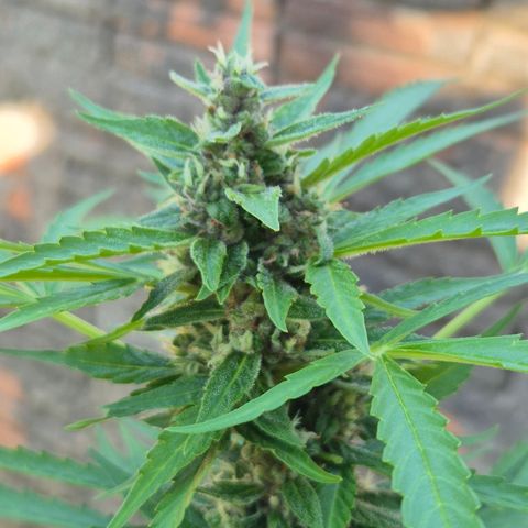 Auto Mac 51 - F1 growlog timeline photo