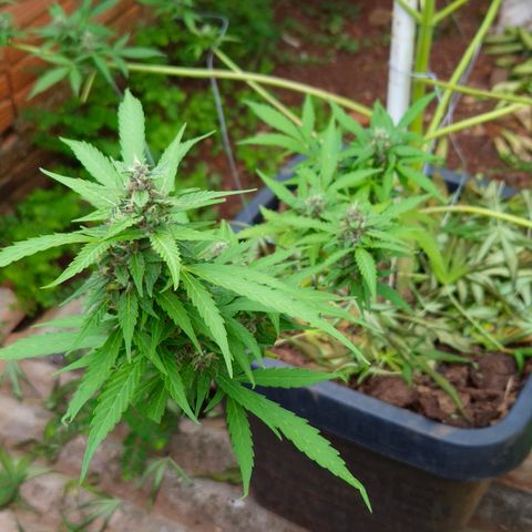 Auto Mac 51 - F1 growlog timeline photo