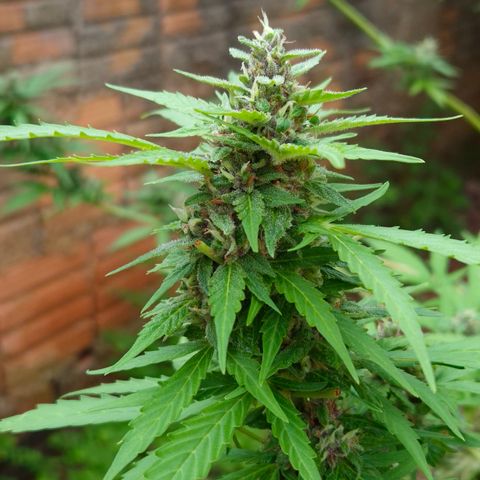 Auto Mac 51 - F1 growlog timeline photo
