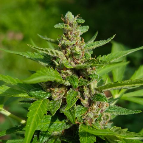 Auto Mac 51 - F1 growlog timeline photo