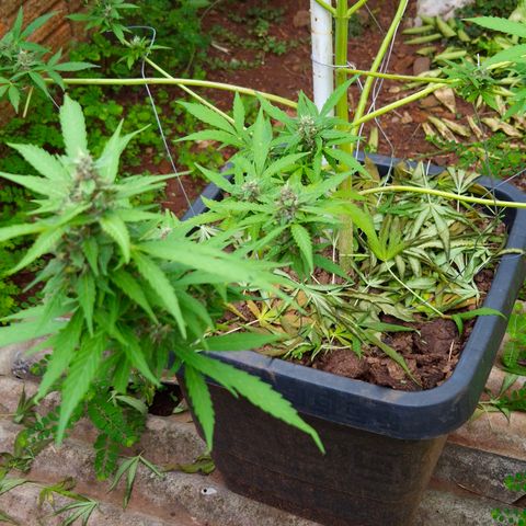 Auto Mac 51 - F1 growlog timeline photo