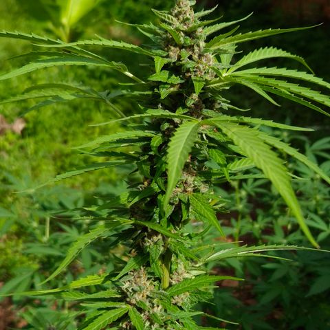 Auto Mac 51 - F1 growlog timeline photo