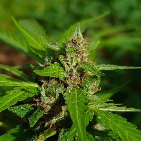 Auto Mac 51 - F1 growlog timeline photo