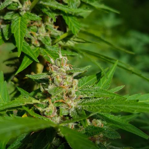 Auto Mac 51 - F1 growlog timeline photo